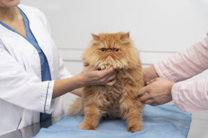 Cat Abscess