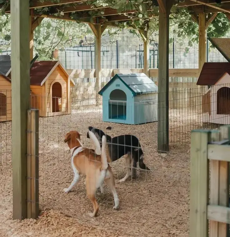 Veterinarian monitoring pets under 24/7 supervision at a boarding facility