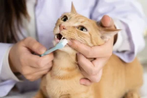 Veterinarian brushing a cat's teeth during a routine dental care session