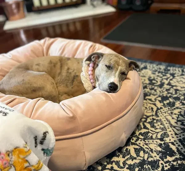 Clean and cozy boarding room designed for a stress-free pet stay
