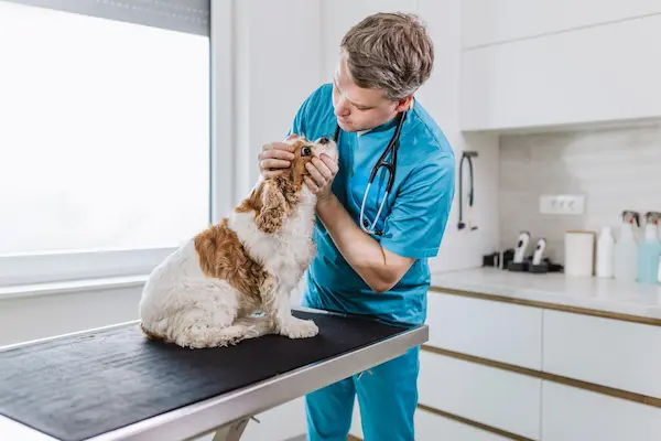 Morning Wellness Checks for Boarding Pets