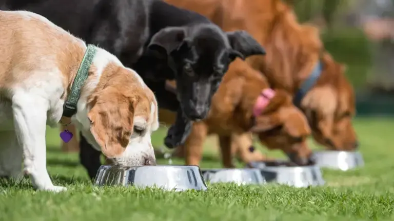 Personalized feeding bowls prepared for dogs and cats during overnight pet care