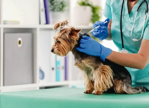 Groomer brushing a dog as part of hygiene care during a boarding stay