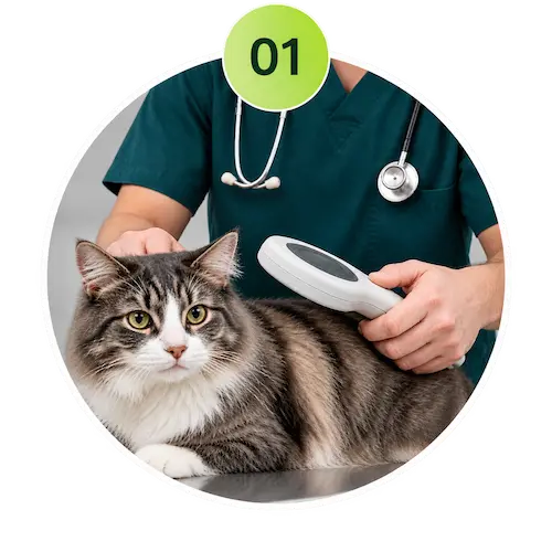 Veterinarian checking a pet before microchip implantation