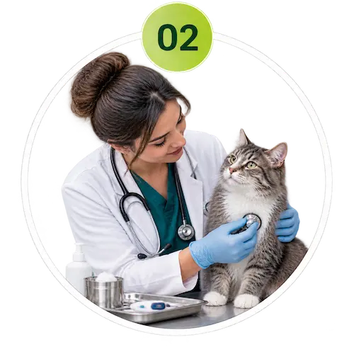 Veterinarian performing diagnostic examination of a pet
