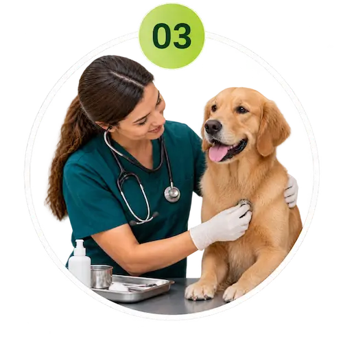 Veterinarian examining a dog during a pet wellness check-up