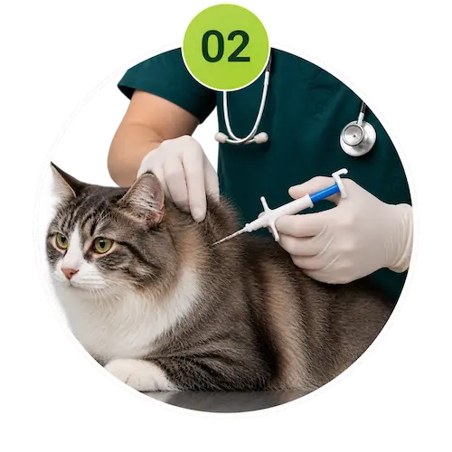 Veterinarian implanting a microchip in a pet for identification