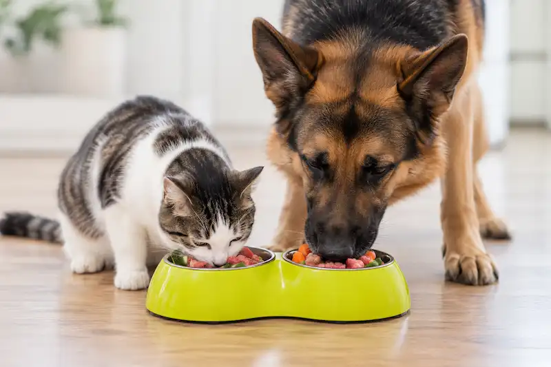 Pet diet and nutritional needs
