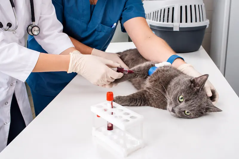 Pet diagnostic laboratory in Sharjah