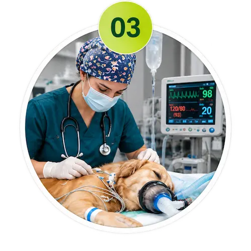 Immediate veterinary treatment for a pet