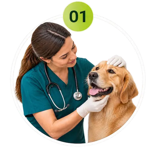 Veterinarian performing a quick assessment of a pet