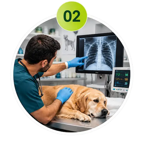 Veterinary diagnosis for pets in Sharjah