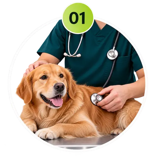 Veterinarian providing pet care in Sharjah