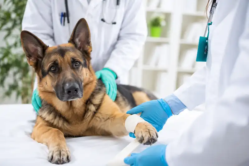 Why choose Tree Pet for inpatient care